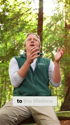 Giant Sequoia vs. Human: The Astonishing Carbon Capture! #shorts
