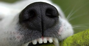 Votre chat ou votre chien a-t-il besoin d’un détartrage dentaire ?