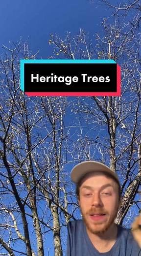 Heritage Trees in Philadelphia: Identification Process