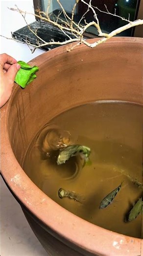 Amazing Archerfish: Spitting Water To Catch Prey! #china #viral #travel