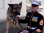 Meet Lucca, the one-legged US Marine dog with a Dickin medal