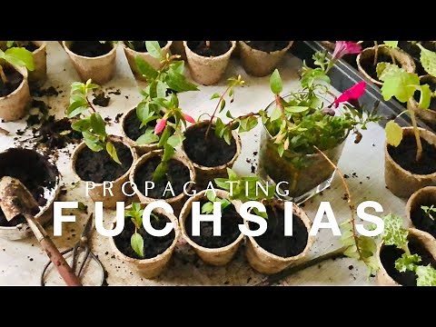 How to Propagating Fuchsias on How to Grow a Garden with Scarlett