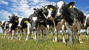 Dairy tale: New tech could turn small farms into the land of milk and money
