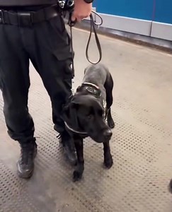 An Iraqi asylum seeker tries to intimidate bus passengers into chanting Mohammed, before being stopped by police for fare dodging. It's clear the only intimidation comes from our government, who would prosecute any passenger who reacted. We are legally pressured to keep quiet and allow it all, as they escort thousands more in monthly. PAGE READERS: Sidestep the Facebook Stasi, try the other platforms without the same level of heavy political censorship as we head towards the next election. If yo