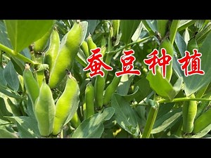 【庭院种菜】蚕豆的种植要点