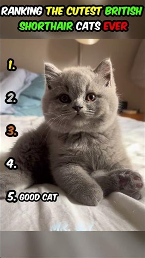Ranking the Cutest British Shorthair Cats Ever😻1 Will Melt Your Heart #catvideos #catmoments #top5