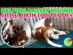 Basset Hound Giving Birth to 6 Puppies | Helping Dam (Mother)