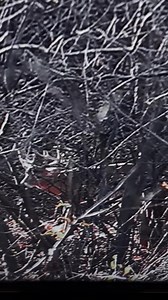 27 reactions | Wow! who is ready for views like this from the stand?? #deerhunting #deer #bowhunting #mathewsarcheryMathews Archery, Inc. | Real South Hunting | Facebook