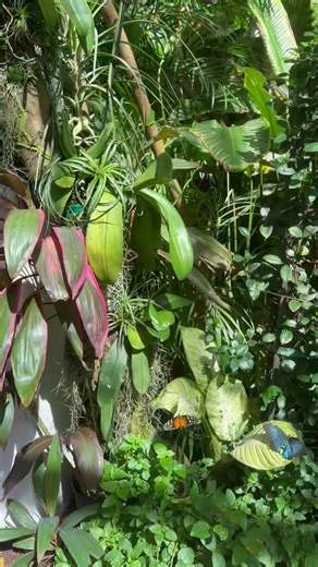 Wonderful Winged Wednesday! | The Key West Butterfly & Nature Conservatory