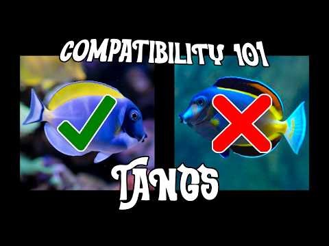 Compatibility 101 - TANGS