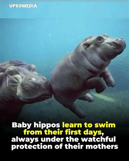 S.C.I.E.N.C.E on Instagram: "Hippos are born in aquatic environments and learn to swim from a very young age, always staying close to their mothers, who constantly care for and protect them. In their first few months, they grow rapidly thanks to their mother's milk, while they start to explore their surroundings with clumsy yet curious movements. These early stages highlight the contrast between their cute appearance and the impressive size they will reach in adulthood. 🦛"