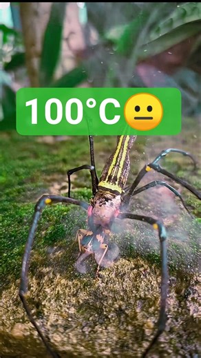 💥This thing can BURN you! #facts #shorts #viral #bombardier #australiananimals