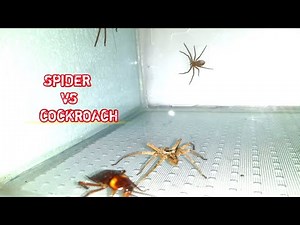 Spider vs Cockroach . Insect fight video. #cockroach #spider