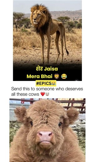 Sher Jaisa Mera Bhai! 🦁😂 #Brotherhood #shortsfeed #1000subscriber #1m #vairal #simba #youtuber