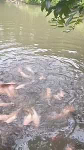 Nguyễn Phùng Phong on Reels