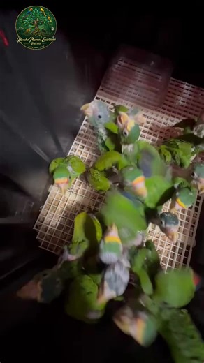 white front amazon parrot