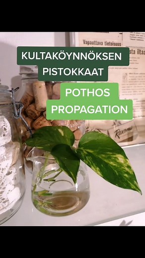 Kultaköynnös Pistokas: Juurrutus Vedessä ja Istutus Vinkit