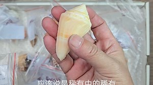 嘉年华芋螺WB