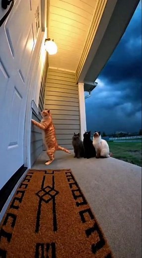 OMG 😱 Group of Cats Rings Doorbell, Then Tornado Destroys Everything! #shorts #sora2