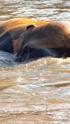 Who could this be? Sneaking off to enjoy a relaxing soak all by herself. 💦 Do you recognize this beautiful lady? Learn more about the work of Elephant Nature Park and book your visit at the link below ; https://www.elephantnaturepark.org/book-now/ #ElephantNaturePark #แอลลิแฟ้นท์เนเจอร์ปาร์ค #Elephant #ChiangMai | Elephant Nature Park