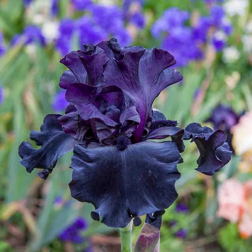 Black Is Black Bearded Iris
