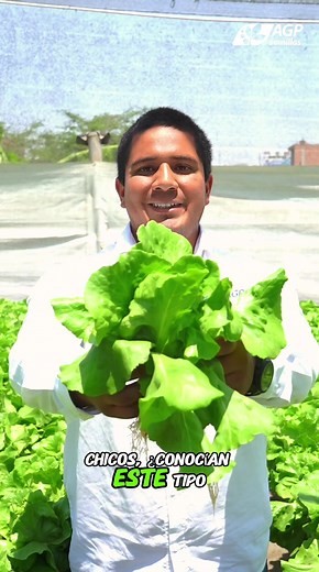 Lechuga Duett: Frescura y Rendimiento Todo el Año