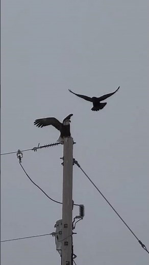 Snowy Hunter Spotted Hawk Hunting Gophers in Deep Snow | Amazing Hawk Hunting Footage