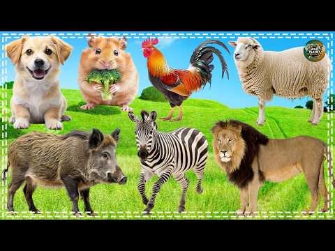 Bustling Animal World Sounds Around Us - Elephant, Parrot, Otter, Chicken, Hedgehog - Animal Sounds