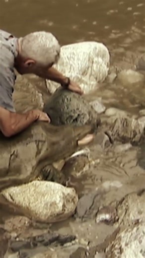 sea turtles are dangerous 😱😰#shorts