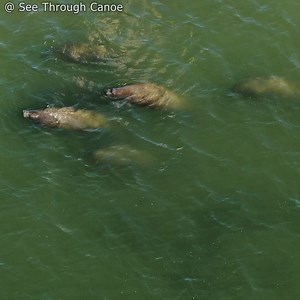 4.4K views · 223 reactions | Manatees & Dolphins in Bunces Pass...