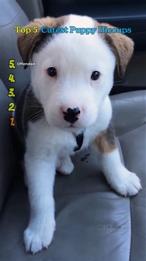 Top 5 Cutest Puppy Hiccups – Funny Puppy Moments, Adorable Dogs, Cute Puppy Compilation