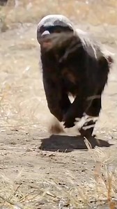 The largest terrestrial mustelid in Africa: Honey badger #science #sciencefacts #fact #fypシ゚ #foryou #reels #viral | Astrowonders