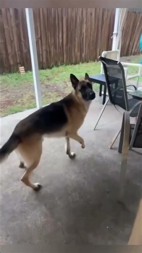 Adorable German Shepard Moments! 🥰🥺