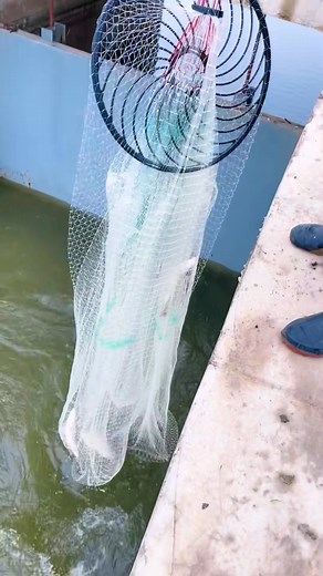 My favorite place to hide fish Net Fishing | Anhnongdanth