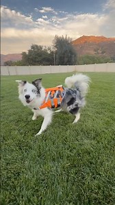 Getting the border collies used to wearing new life vests