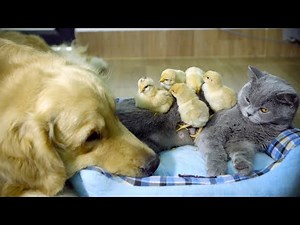 「あり得ない光景」犬と猫を自分のお母さんだと思ったひよこ・こんな優しい猫とゴールデンレトリバーがいるのか