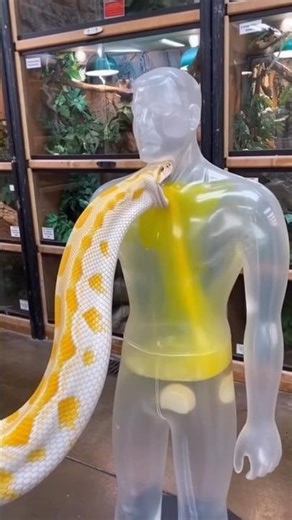 What happens when a Python bites? The results are SHOCKING! 🐍😱