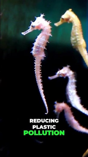 Save Seahorses! Urgent Ocean Conservation