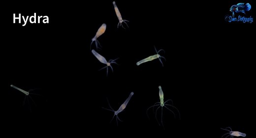 Silent Baby Fish Killers - Freshwater Hydra - AMAZONAS Magazine