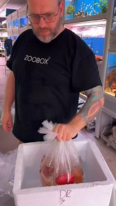 11K views · 2.4K reactions | Discus selection | ZOOBOX.de | Facebook