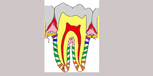 Periodontal Ligaments: An Easy Guide for learners | Dental Education Hub