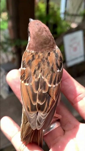 Filipino Maya bird- Eurasian tree sparrow #lakwatcheronghilaw