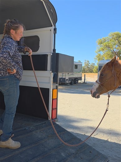 Float Training for Horses: Importance of Clear Cues
