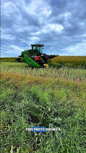 Modern Harvest Machine for Hemp/Rapeseed Crops!
