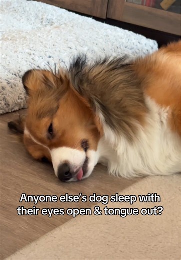 Corgi Sleeping With Eyes Open: A Funny Moment