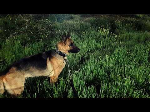 Η ΑΛΗΘΙΝΗ ΙΣΤΟΡΙΑ ΤΗΣ ΛΥΚΑΙΝΑΣ ΗΡΑΣ. ΤΟ ΜΕΓΑΛΕΙΟ ΚΑΙ Η ΤΡΑΓΩΔΙΑ ΤΟΥ ΠΙΣΤΟΥ ΛΥΚΟΣΚΥΛΟΥ