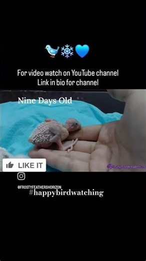 Watch complete video YouTube channel #babybudgies #birdparents #happybirdwatching #budgies #parakeet