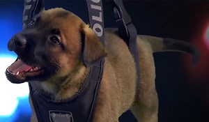 Watch as these adorable pups learn to become police dogs - Extra.ie