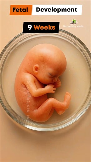 How a Baby Develops Each Week ? | life miracle ✨ #pregnant #baby #life #pregnancy #fetaldevelopment
