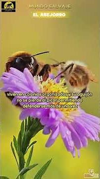 EL ABEJORRO #BombusTerrestris#Polinizadores #naturaleza #datoscurisos #Conservación #Fauna